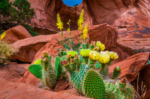Beautiful yellow cacti under Bowtie Arch also known as pothole arch