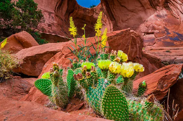 Beautiful yellow cacti under Bowtie Arch also known as pothole arch