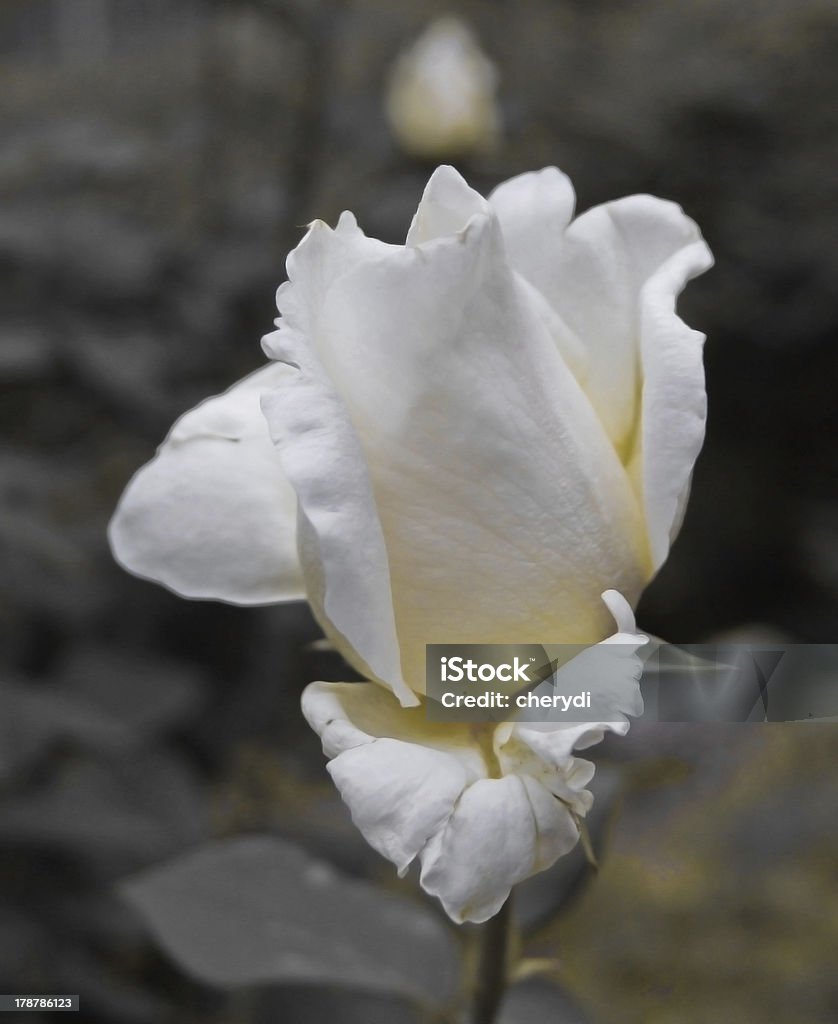 White rose - Lizenzfrei Baumblüte Stock-Foto