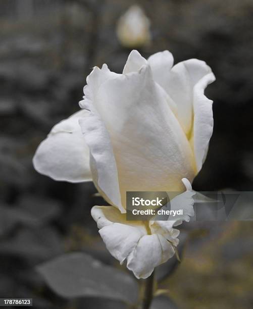 White Rose Stockfoto und mehr Bilder von Baumblüte - Baumblüte, Blüte, Blütenblatt