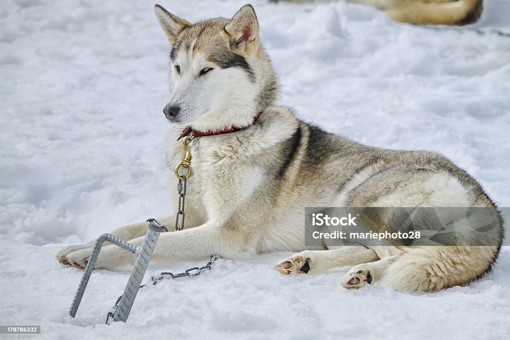 Собака хаски - Стоковые фото Арктика роялти-фри