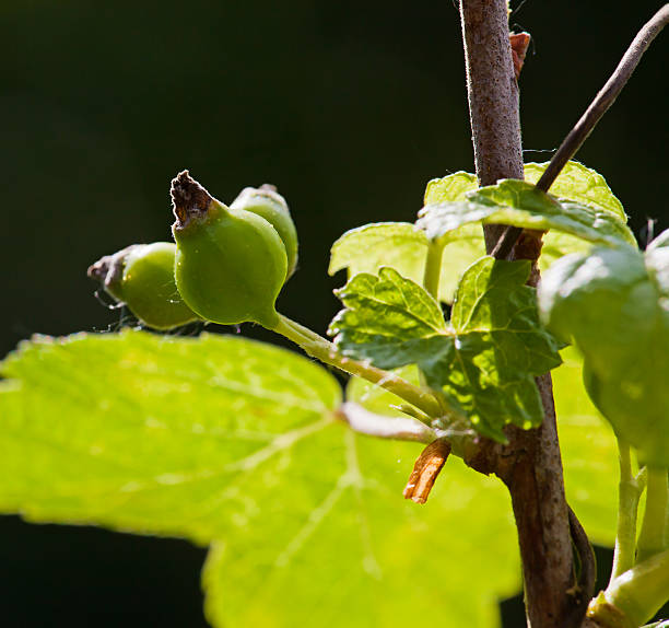 グリーングーズベリーのブッシュの夏 - gooseberry fruit growth green ストックフォトと画像