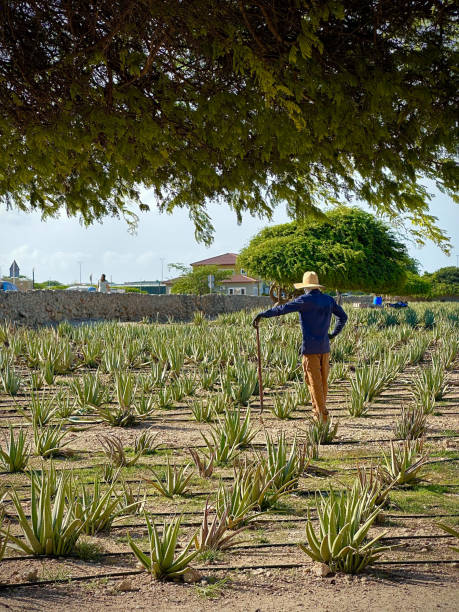 istock Aloe Vera Farm. Aruba. Dutch Antilles 1787866636