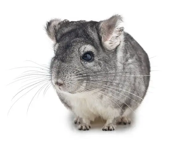 Photo of Silver Chinchilla sitting on isolated white background