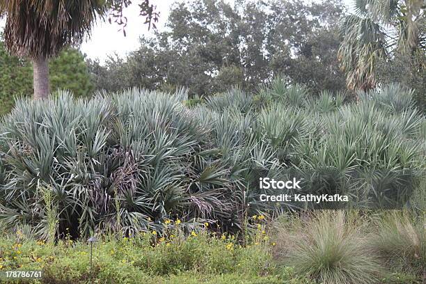 Palmetto Paesaggio Della Florida - Fotografie stock e altre immagini di Albero - Albero, Ambientazione esterna, Botanica