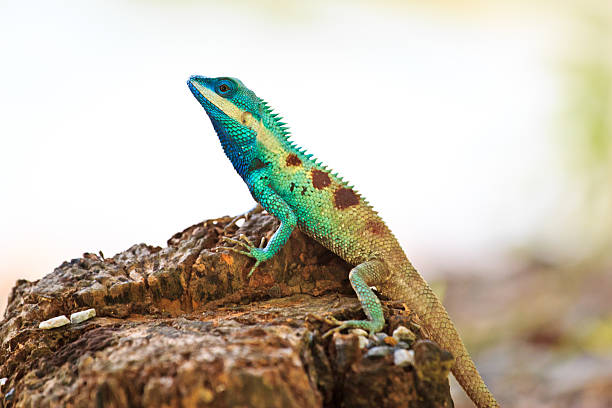 istock Blue iguana in the nature 178786838