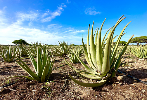 large agave plant with forest in the background