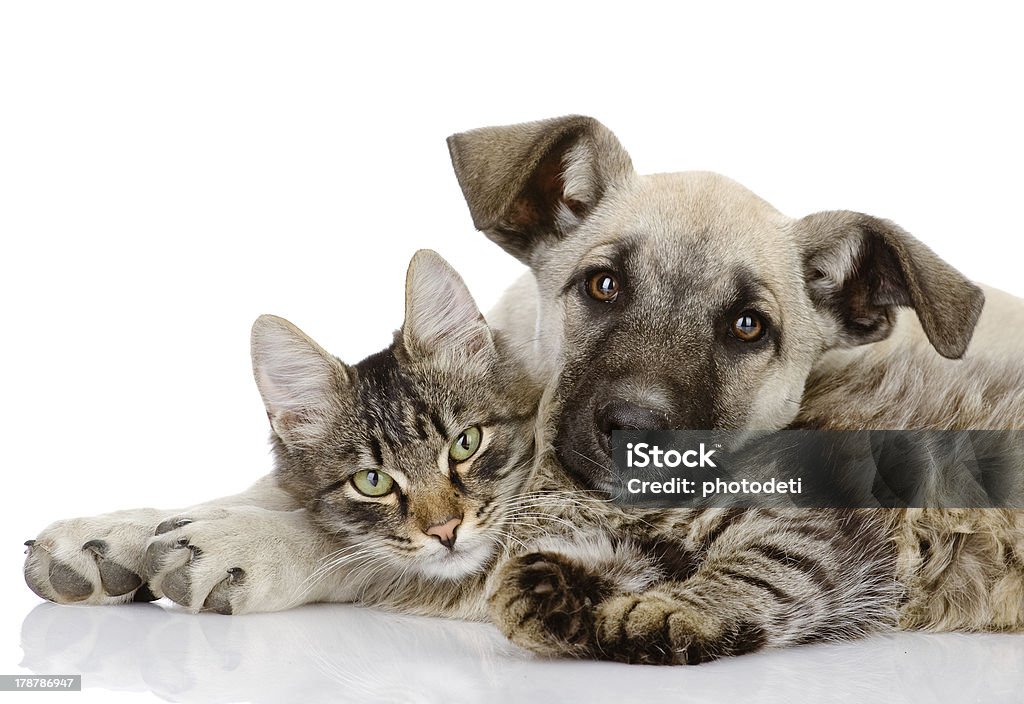 Hund und Katze zusammen liegen - Lizenzfrei Hund Stock-Foto