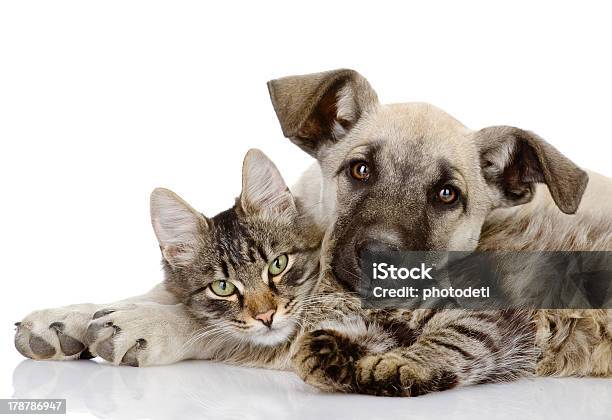 Hund Und Katze Zusammen Liegen Stockfoto und mehr Bilder von Hund - Hund, Hauskatze, Katzenjunges