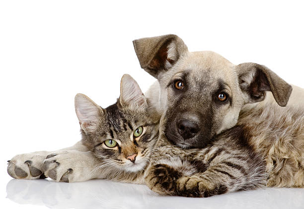 A pet cat and dog lying on top of each other the dog and cat lie together. isolated on white background  purebred cat photos stock pictures, royalty-free photos & images