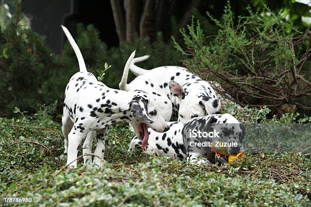 Photo libre de droit de Chiots Dalmatien Jouer Dans Le Jardin banque d'images et plus d'images libres de droit de Dalmatien - Dalmatien, Groupe d'animaux, Activité