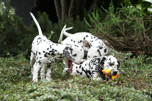 Gorgeous dalmatian puppies playing in the garden