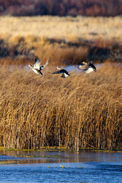 istock Duck hunting on Silver Creek near Sun Valley, Idaho 1787870464