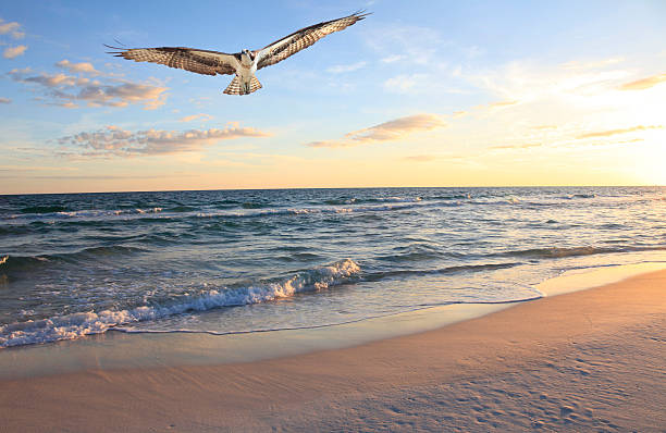 istock Osprey Returning From Fishing at Sunrise 178787123