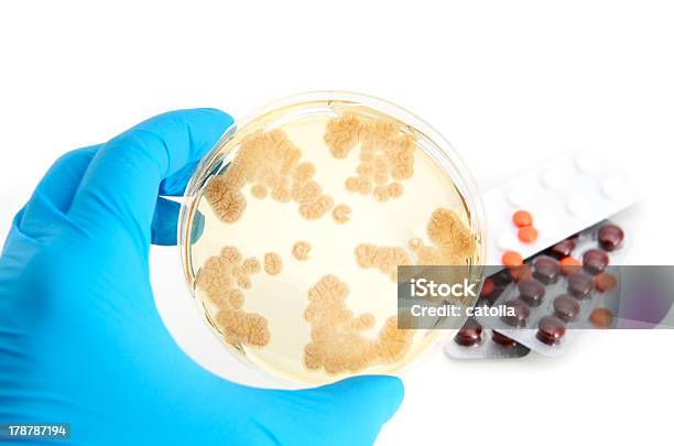 Agar Penicillum Grzyby Na Płytce Oraz Antybiotyki - zdjęcia stockowe i więcej obrazów Agar - Agar, Antybiotyk, Badania