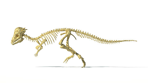 istock Pachycephalosaurus dinosaur, full photorealistic skeleton, scientifically correct. Side view. 178787233