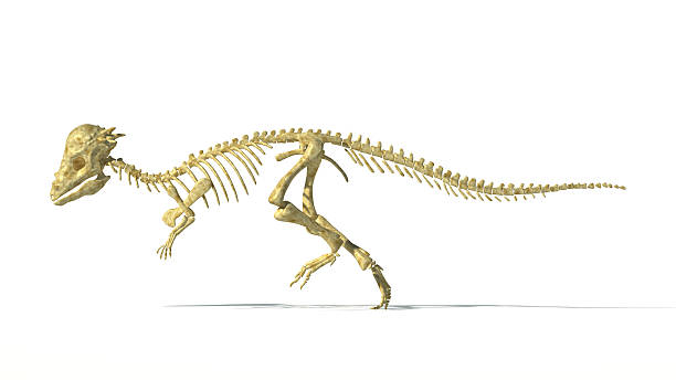 Pachycephalosaurus dinosaur, full photorealistic skeleton, scientifically correct. Side view. Pachycephalosaurus dinosaur, full photorealistic skeleton, scientifically correct. Side view On white background. WIth drop shadow and clipping path included. pachycephalosaurus stock pictures, royalty-free photos & images