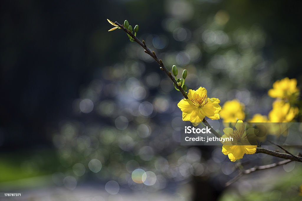 Flor de damasqueiro com bokeh de fundo - Foto de stock de Cultura Asiática royalty-free