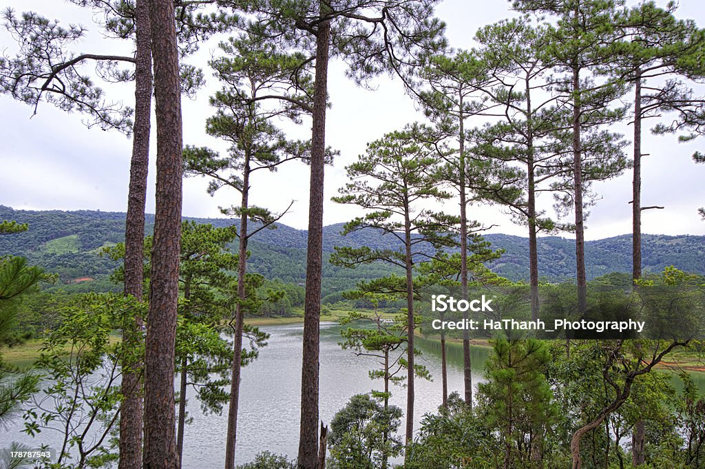 Pine drzewa być Tuyen Lam lake - Zbiór zdjęć royalty-free (Bez ludzi)