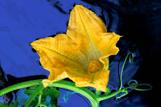 flor de calabaza amarilla - zucchini blossom squash single flower fotografías e imágenes de stock