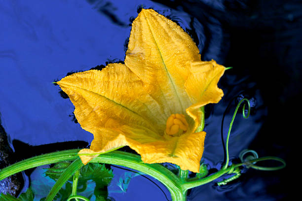 jaune fleur de citrouille - zucchini blossom squash single flower photos et images de collection