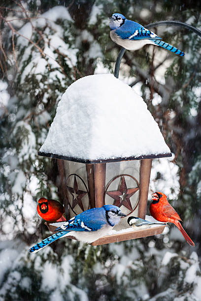uccelli sulla mangiatoia per uccelli in inverno - cardinale uccello foto e immagini stock