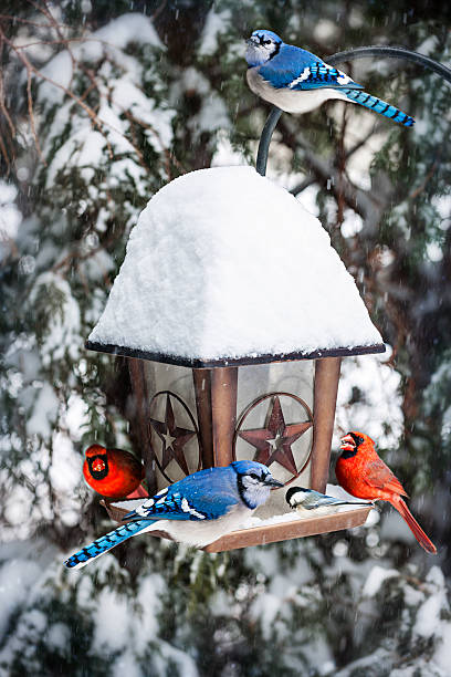 comedouro de pássaros de aves no inverno - cardeal pássaro - fotografias e filmes do acervo