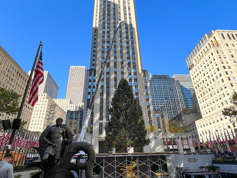 Rockefeller Center Christmas Tree arrives (today) on the Plaza in Mid-Manhattan, New York City.