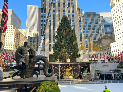 Rockefeller Center Christmas Tree arrives (today) on the Plaza in Mid-Manhattan, New York City.