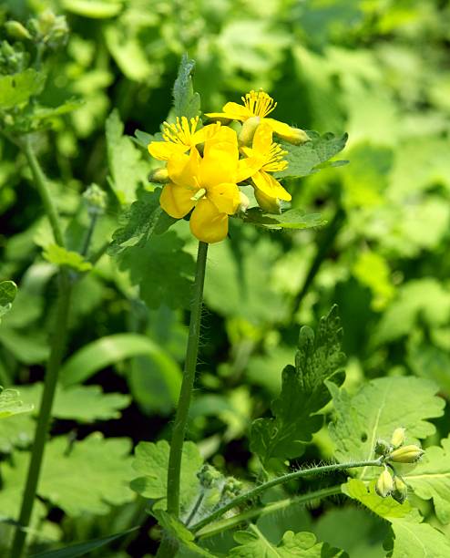 istock celandine herb with orange juice as natural medicine 178788962