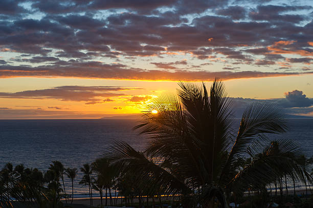 закат на мауи - kihei kaanapali lahaina coconut palm tree стоковые фото и изображения