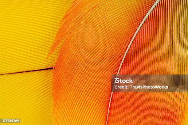 Macaw Feathers Stock Photo - Download Image Now - Feather, Close-up, Yellow