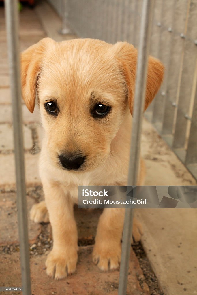 Adorable chien chiot dans une cage - Photo de Chiot libre de droits