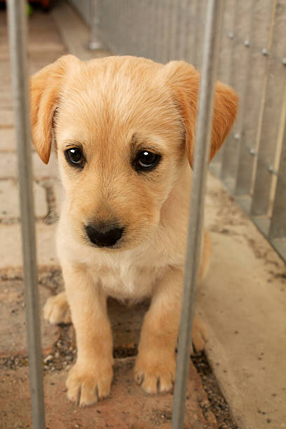 Cute puppy dog behind cage bars Developed from RAW, Adobe RGB color profile. sad dog shelter stock pictures, royalty-free photos & images