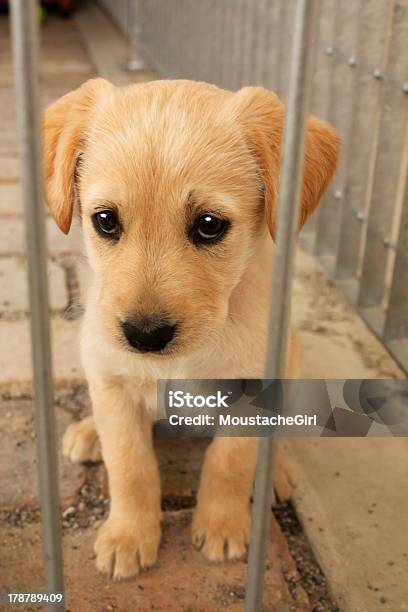 Cute Bebê Cão Cachorrinho Em Uma Gaiola - Fotografias de stock e mais imagens de Cachorrinho - Cachorrinho, Tristeza, Abrigar-se