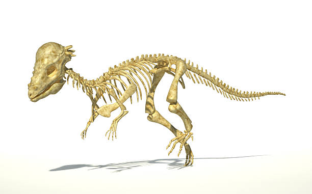 istock Pachycephalosaurus dinosaur, full photorealistic skeleton, scientifically correct. perspective view. 178789627
