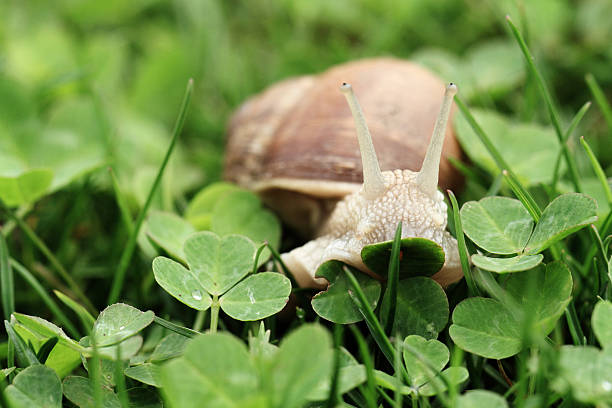 タニシます。 helix pomatia ます。 - aspersa ストックフォトと画像