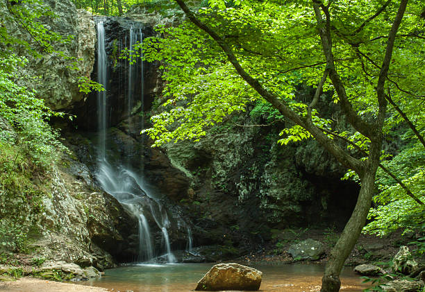 cascade de bois - tropical climate waterfall formal garden ornamental garden photos et images de collection