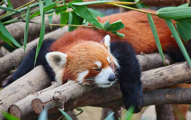 2,200+ Red Pandas China Stock Photos, Pictures & Royalty-Free Images ...