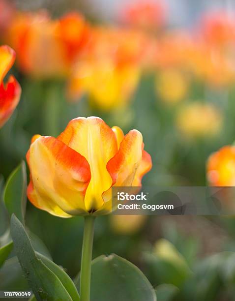 Beautiful Flowers Stock Photo - Download Image Now - Agricultural Field, Beauty In Nature, Blossom