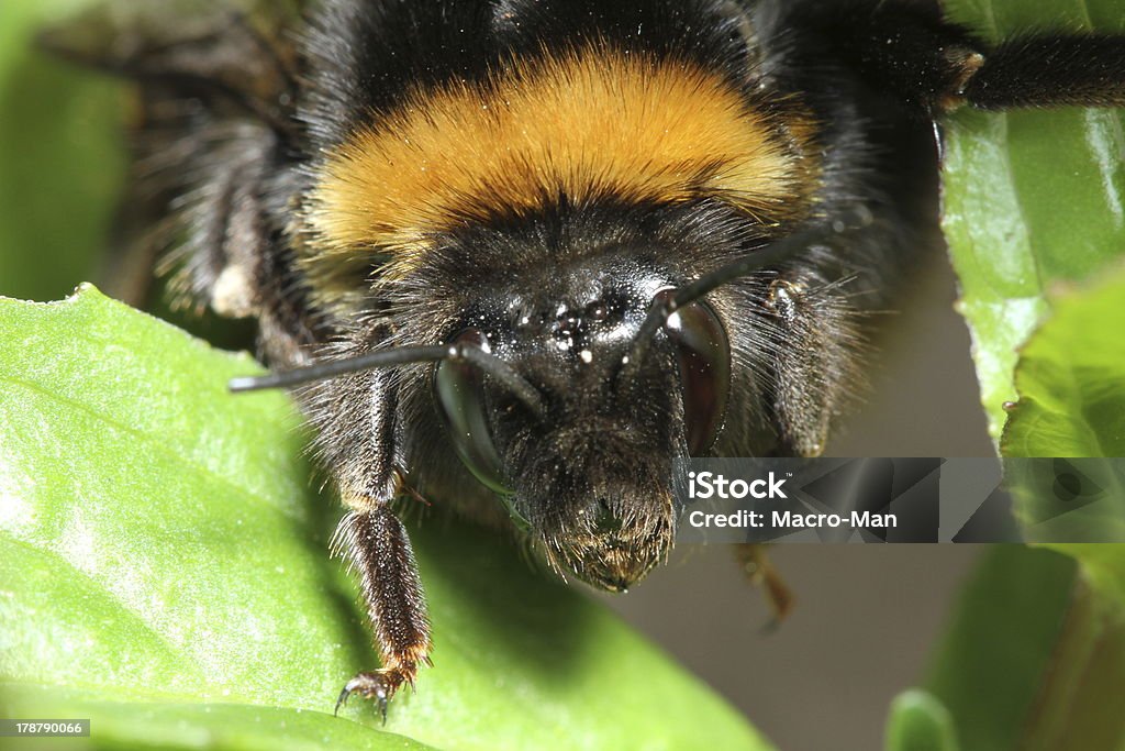 пчела - Стоковые фото Горизонтальный роялти-фри
