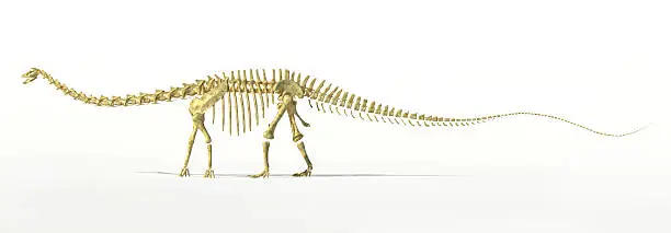 Photo of Diplodocus dinosaur full skeleton photorealistc rendering.