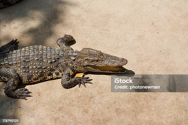 Krokodyl - zdjęcia stockowe i więcej obrazów Agresja - Agresja, Dzikie zwierzęta, Era prehistoryczna