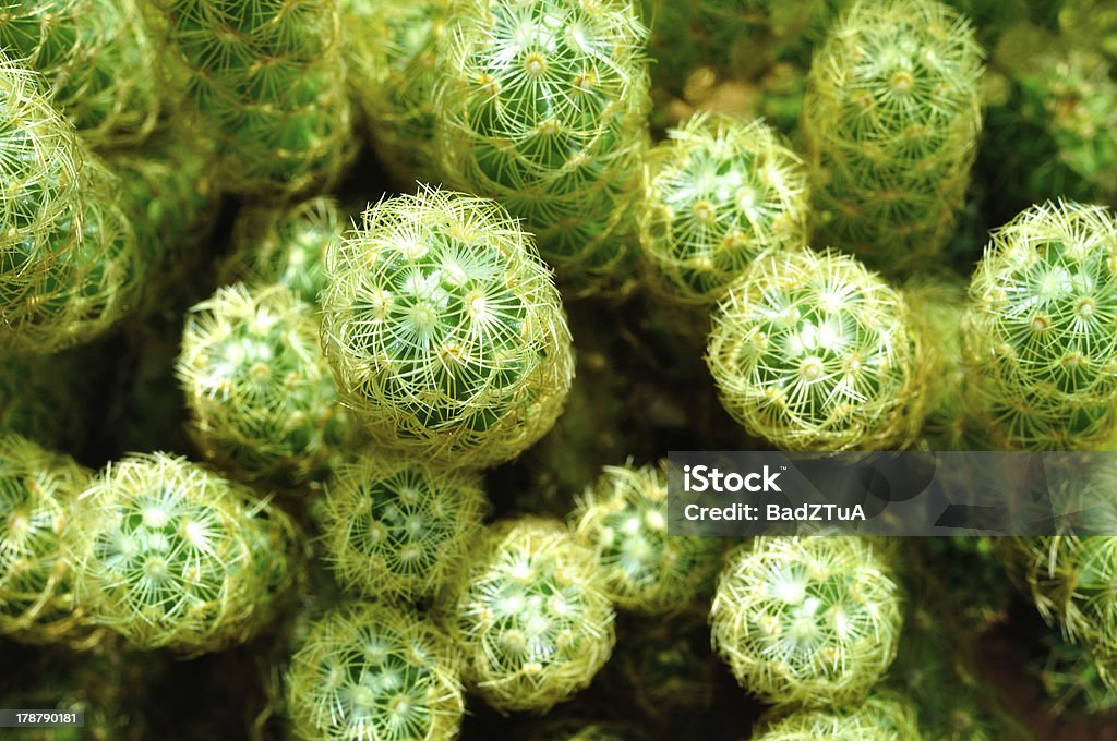 Cactus in vista dall'alto. - Foto stock royalty-free di Affilato