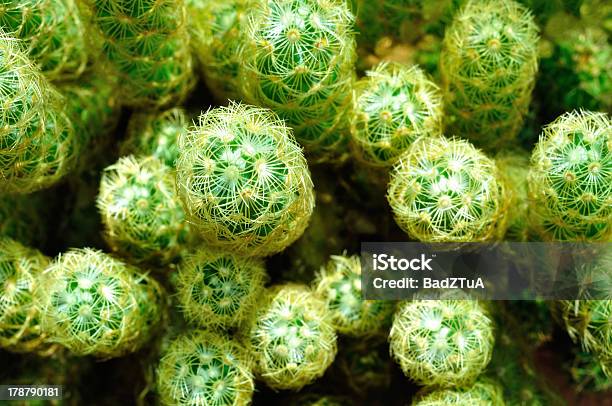 Cactus In Vista Dallalto - Fotografie stock e altre immagini di Affilato - Affilato, Appuntito, Cactus