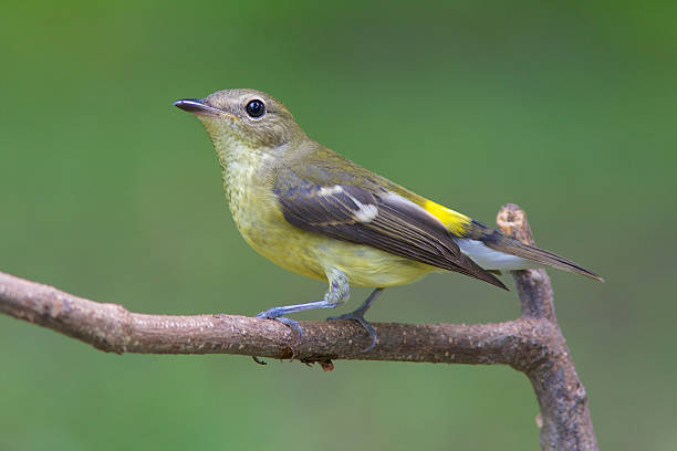 istock Bird of Thailand 178790242
