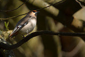 droping-seidenschwanz-vogelart-bird-specie-bombycilla-garrulus.jpg?b=1&s=170x170&k=20&c=IXEvVIskrobBVoFJHVUZcbgJ9PzrHAoVh6pRlily2ts=
