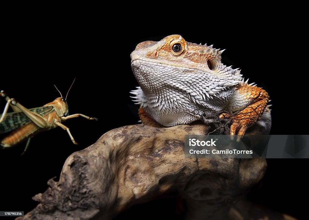 bearded dragon and grasshopper male bearded dragon sitting on a branch watching his prey, in front of black background Agama Stock Photo