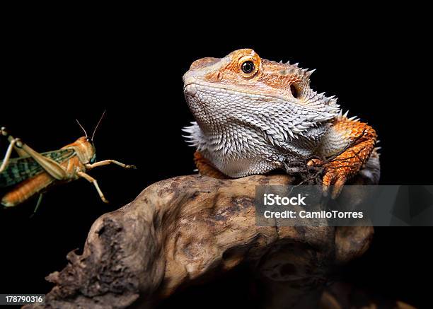 Bearded Dragon And Grasshopper Stock Photo - Download Image Now - Agama, Animal, Animal Scale