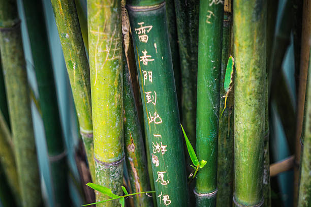 Chinese hieroglyphs on bamboo stock photo